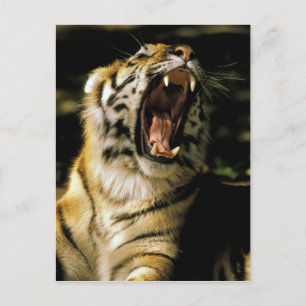 USA, Michigan, Detroit. Detroit Zoo, Tiger Postkarte