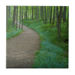 USA, Michigan. Miner's Falls Trail Fliese