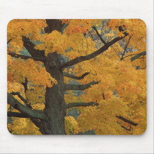 USA, Michigan, Nahaufnahme eines Zucker-Ahornbaums Mousepad