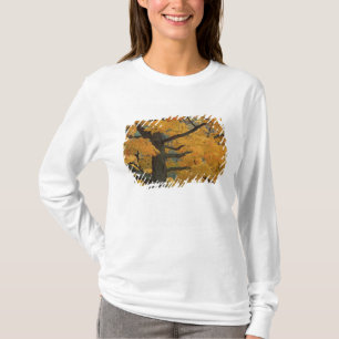 USA, Michigan, Nahaufnahme eines Zucker-Ahornbaums T-Shirt