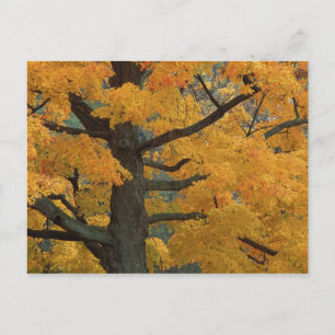 USA, Michigan, Naher Ahornbaum in Postkarte