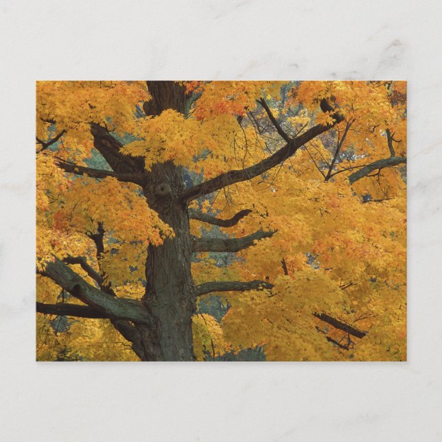 USA, Michigan, Naher Ahornbaum in Postkarte (Vorderseite)