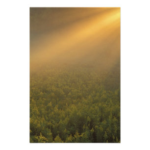 USA, Michigan, Wiese mit Goldrutenpflanzen Fotodruck