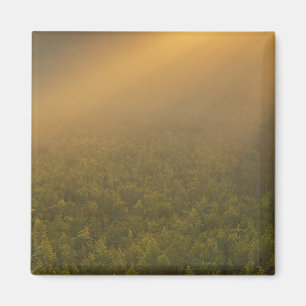USA, Michigan, Wiese mit Goldrutenpflanzen Magnet