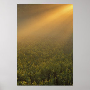 USA, Michigan, Wiese mit Goldrutenpflanzen Poster