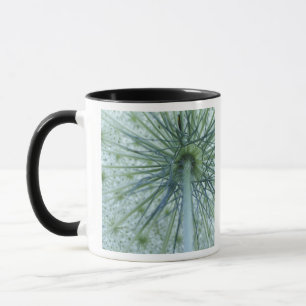 USA, Michigan. Wilde Möhre von unten betrachtet Tasse
