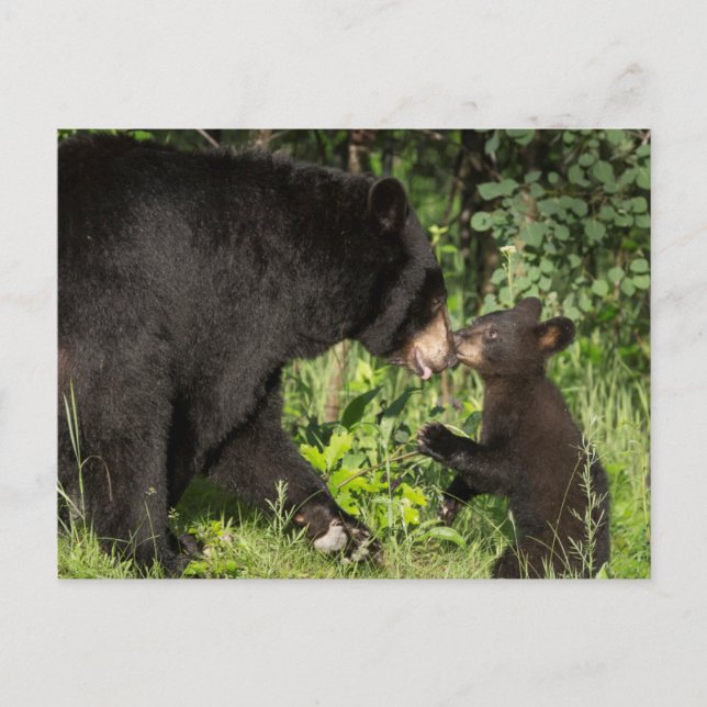 USA, Minnesota, Sandstone, Minnesota Wildlife 13 Postkarte (Vorderseite)