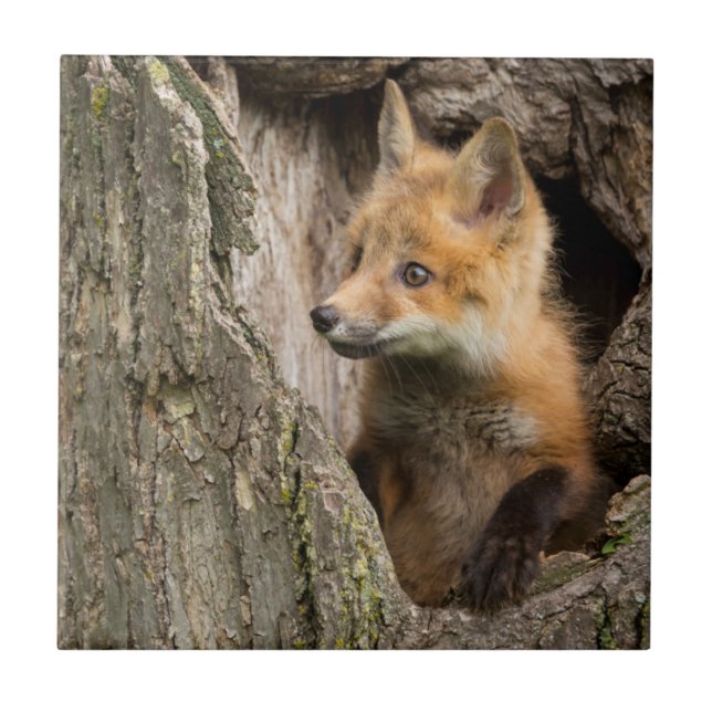 USA, Minnesota, Sandstone, Minnesota Wildlife 14 Fliese (Vorderseite)