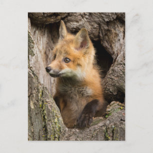 USA, Minnesota, Sandstone, Minnesota Wildlife 14 Postkarte