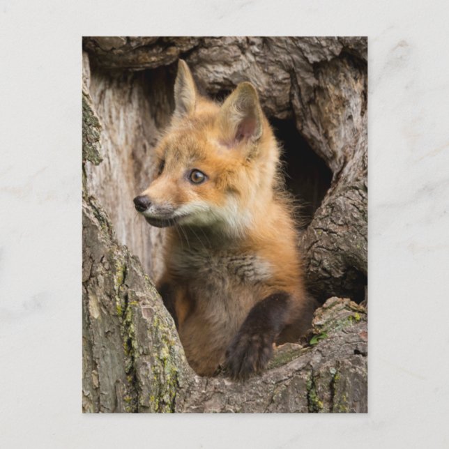 USA, Minnesota, Sandstone, Minnesota Wildlife 14 Postkarte (Vorderseite)