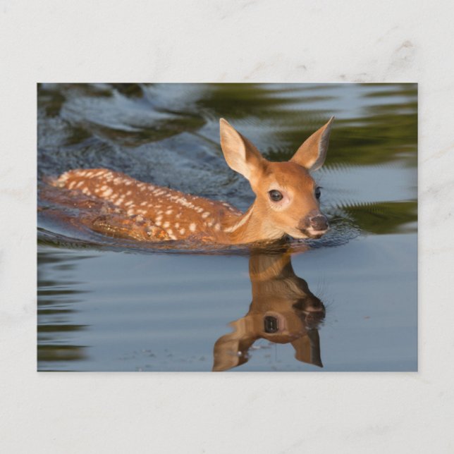 USA, Minnesota, Sandstone, Minnesota Wildlife 19 Postkarte (Vorderseite)