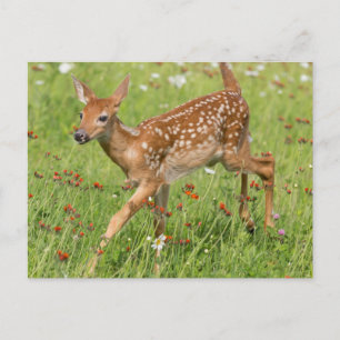 USA, Minnesota, Sandstone, Minnesota Wildlife 20 Postkarte