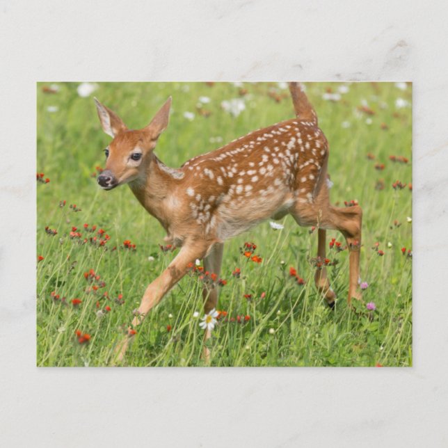 USA, Minnesota, Sandstone, Minnesota Wildlife 20 Postkarte (Vorderseite)