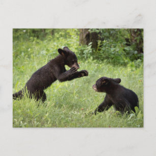 USA, Minnesota, Sandstone, Minnesota Wildlife 22 Postkarte