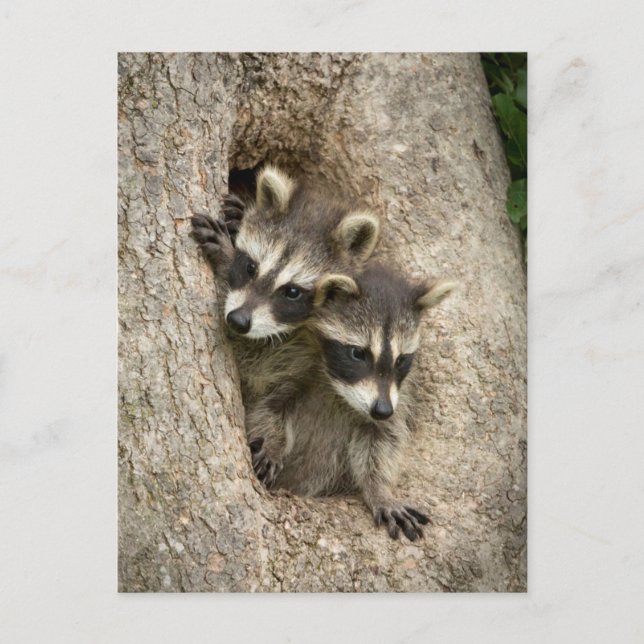 USA, Minnesota, Sandstone, Minnesota Wildlife 7 Postkarte (Vorderseite)