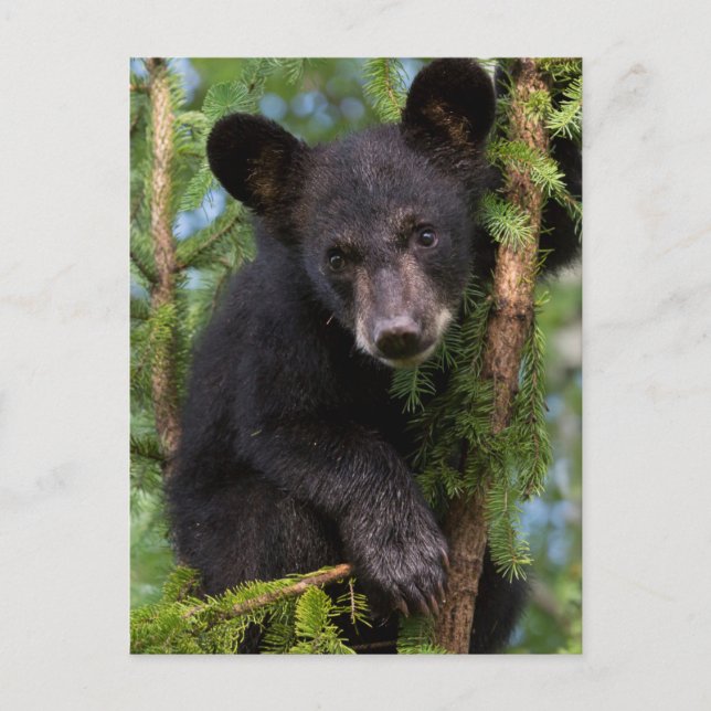 USA, Minnesota, Sandstone, Minnesota Wildlife 8 Postkarte (Vorderseite)