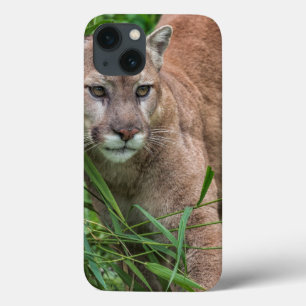 USA, Minnesota, Sandstone, Minnesota-Wildlife title_seo2