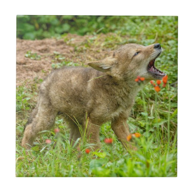 USA, Minnesota, Sandstone, Minnesota Wildlife Fliese (Vorderseite)