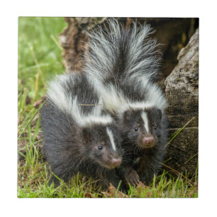 USA, Minnesota, Sandstone, Minnesota Wildlife Fliese
