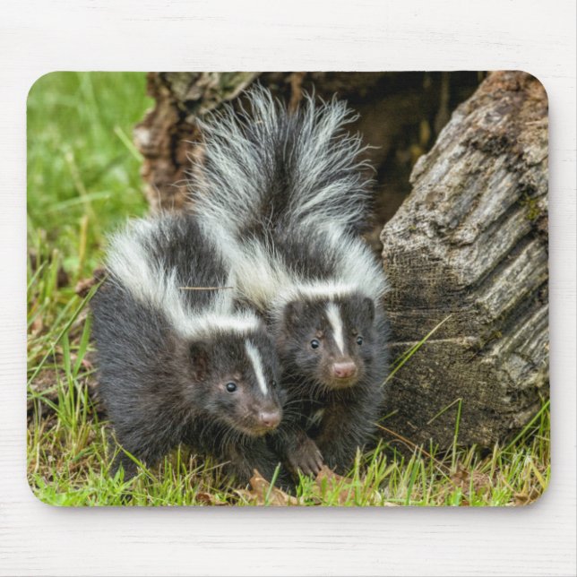 USA, Minnesota, Sandstone, Minnesota Wildlife Mousepad (Vorne)