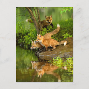 USA, Minnesota, Sandstone, Minnesota Wildlife Postkarte