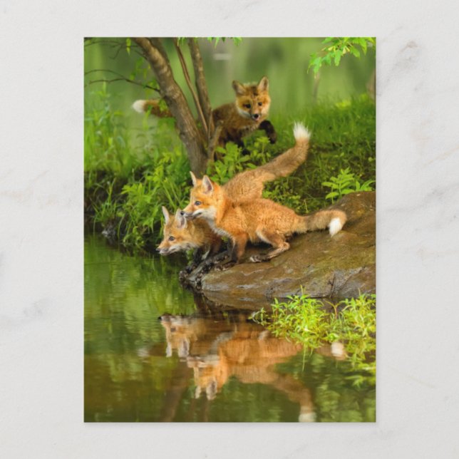 USA, Minnesota, Sandstone, Minnesota Wildlife Postkarte (Vorderseite)