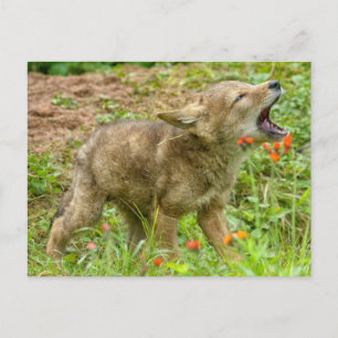 USA, Minnesota, Sandstone, Minnesota Wildlife Postkarte