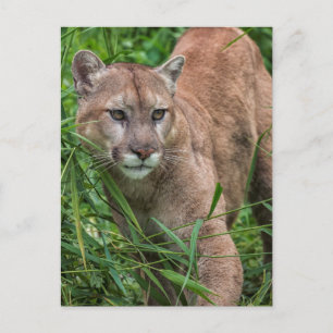 USA, Minnesota, Sandstone, Minnesota Wildlife Postkarte