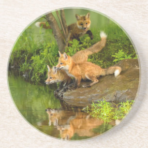 USA, Minnesota, Sandstone, Minnesota Wildlife Sandstein Untersetzer