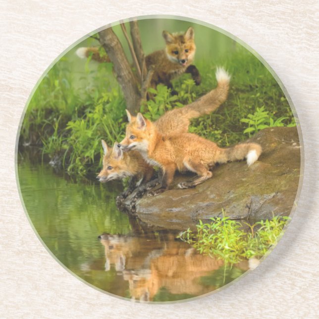 USA, Minnesota, Sandstone, Minnesota Wildlife Sandstein Untersetzer (Vorne)