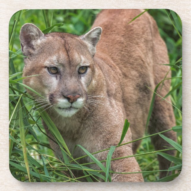 USA, Minnesota, Sandstone, Minnesota Wildlife Untersetzer (Vorderseite)