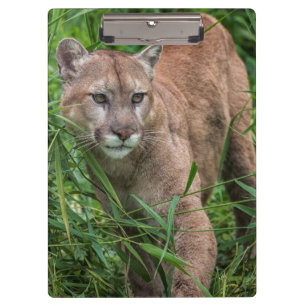 USA, Minnesota, Sandstone, Minnesota-Wildtiere Klemmbrett