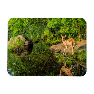 USA, Minnesota, Sandstone, Minnesota-Wildtiere Magnet