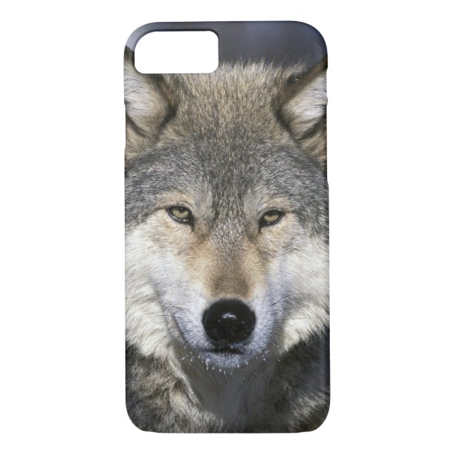 USA, Minnesota. Wolf Canis Case-Mate iPhone Hülle (Rückseite)