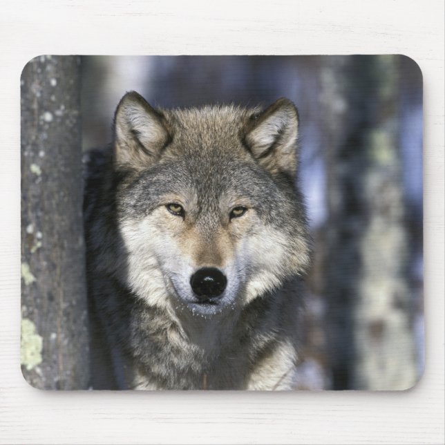 USA, Minnesota. Wolf Canis Mousepad (Vorne)