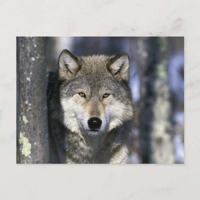 USA, Minnesota. Wolf Canis Postkarte (Vorderseite)