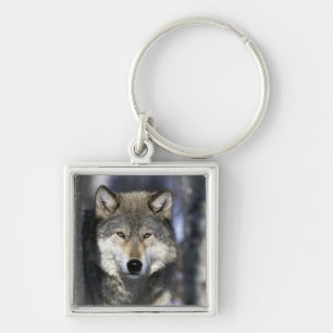 USA, Minnesota. Wolf Canis Schlüsselanhänger