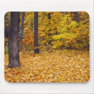 USA, Missouri, Boone Landkreis, Ahornwald in Mousepad