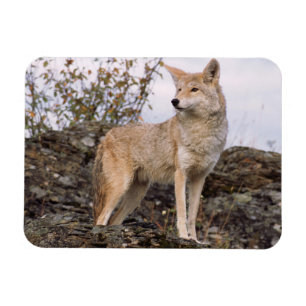 USA, Montana, Kalispell. Coyote in Triple D Magnet