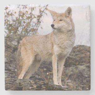 USA, Montana, Kalispell. Coyote in Triple D Steinuntersetzer