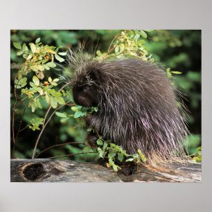 USA, Montana, Kalispell. Porcupine und Hüften der Poster