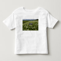 USA, Montana, Wild Daisy blühen auf Wiese von