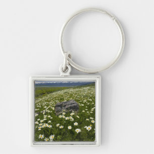 USA, Montana, Wild Daisy blühen auf Wiese von Schlüsselanhänger