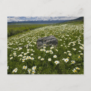 USA, Montana, Wilde Margerite blüht auf einer Wies Postkarte