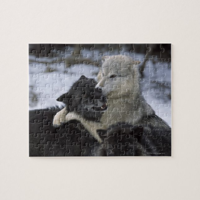 USA, Montana, Wolfen im Schnee (Horizontal)