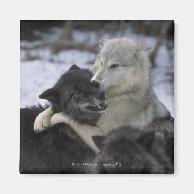 USA, Montana, Wolfen im Schnee Magnet (Vorne)