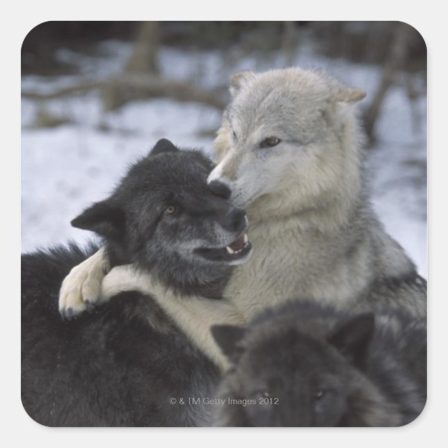 USA, Montana, Wolfen im Schnee Quadratischer Aufkleber (Vorderseite)