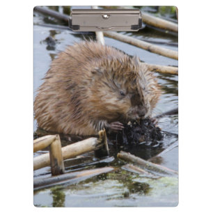 USA, Nebraska. Biber Klemmbrett