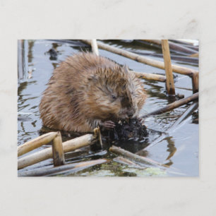USA, Nebraska. Biber Postkarte