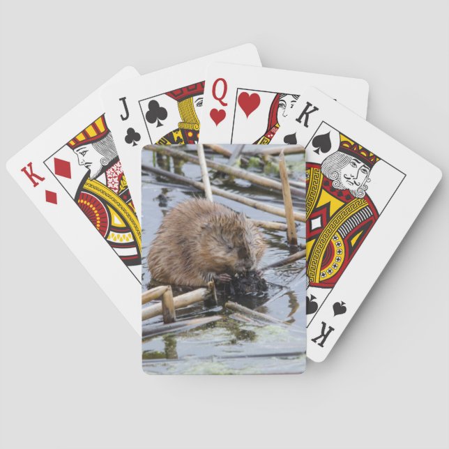 USA, Nebraska. Biber Spielkarten (Rückseite)